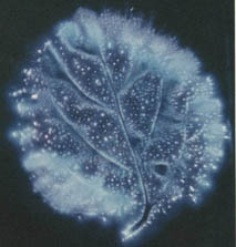 Kirlian photograph of a leaf – blue corona