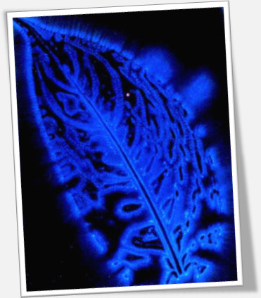 Kirlian Photograph