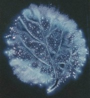 Kirlian Photograph