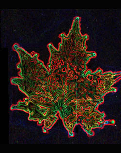 Kirlian Maple Leaf Print