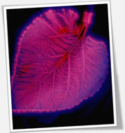 Kirlian Photography Service