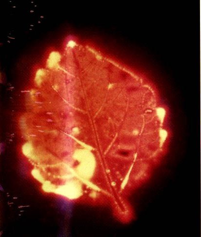 Kirlian photograph of a leaf – red-orange corona