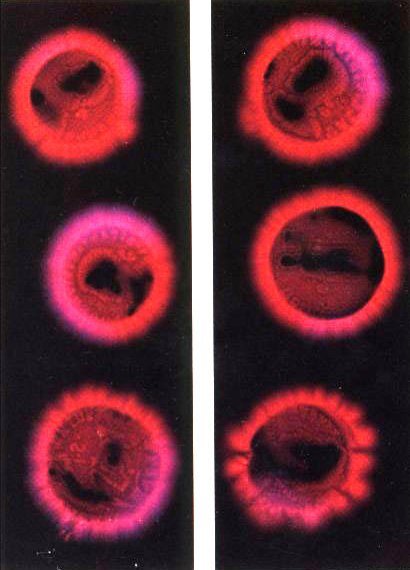 Kirlian photographs of acient roman coins – red corona series