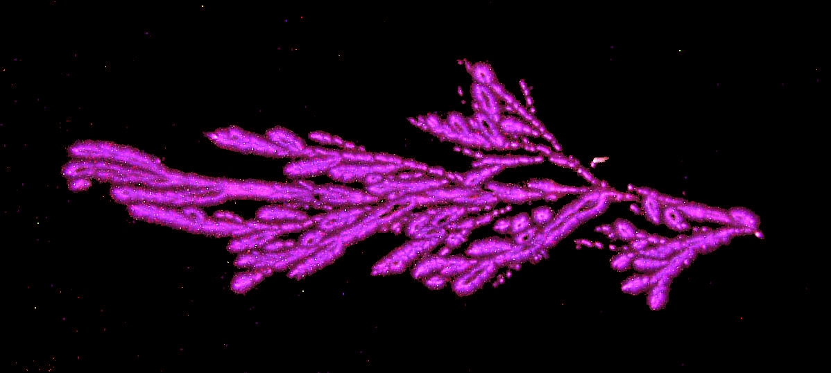Kirlian photograph of a cedar sprig – magenta corona